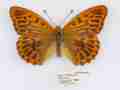 Argynnis paphia male (silver-washed fritillary confluens aberration minstead hampshire 1974) (Internet Image property of respective owner, non-commercial use only)